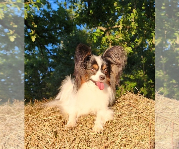 Medium Photo #1 Papillon Puppy For Sale in RUTLEDGE, AL, USA