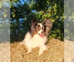 Small Photo #1 Papillon Puppy For Sale in RUTLEDGE, AL, USA