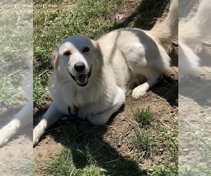 Father of the Maremma Sheepdog puppies born on 04/10/2025