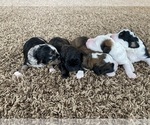 Small Photo #4 Aussiedoodle Miniature  Puppy For Sale in LAPOINT, UT, USA