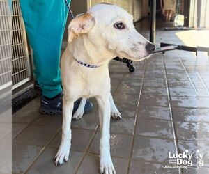 Lexi Dee - Female Retriever -Unknown Mix Dog for Adoption - Photo #6