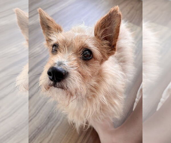 Medium Photo #3 Mutt Puppy For Sale in Corona, CA, USA