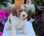 Small Photo #26 Maltipoo (Toy) Puppy For Sale in GOSHEN, IN, USA
