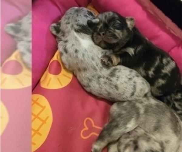 Medium Photo #4 French Bulldog Puppy For Sale in GLEN BURNIE, MD, USA