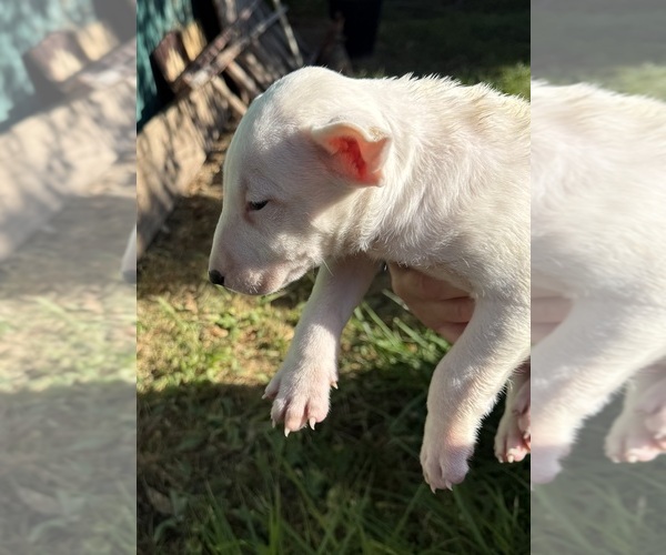 Medium Photo #7 Bull Terrier Puppy For Sale in RICHLAND, OR, USA