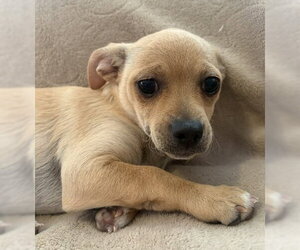 Chihuahua-Unknown Mix Dogs for adoption in Bellevue, WA, USA