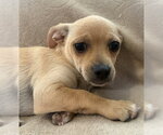 Small Chihuahua Mix