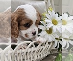 Small Photo #7 Cavalier King Charles Spaniel Puppy For Sale in NIXA, MO, USA