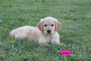 Medium Golden Retriever