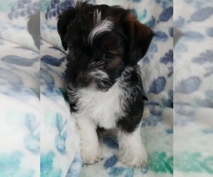 Jack-A-Poo Puppy for sale in FREDERICKSBURG, OH, USA