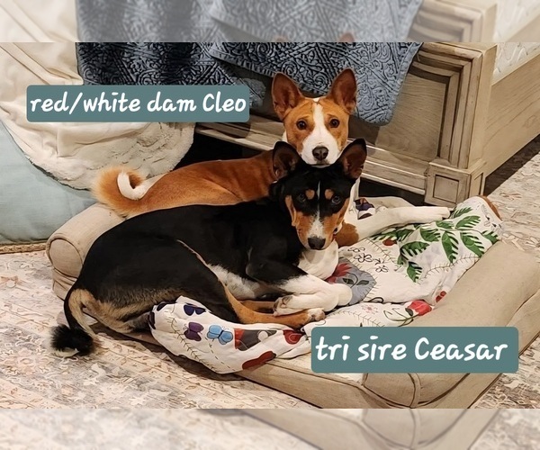 Medium Photo #8 Basenji Puppy For Sale in LOMETA, TX, USA