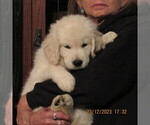 Small Photo #13 English Cream Golden Retriever Puppy For Sale in NORTHWOOD, OH, USA
