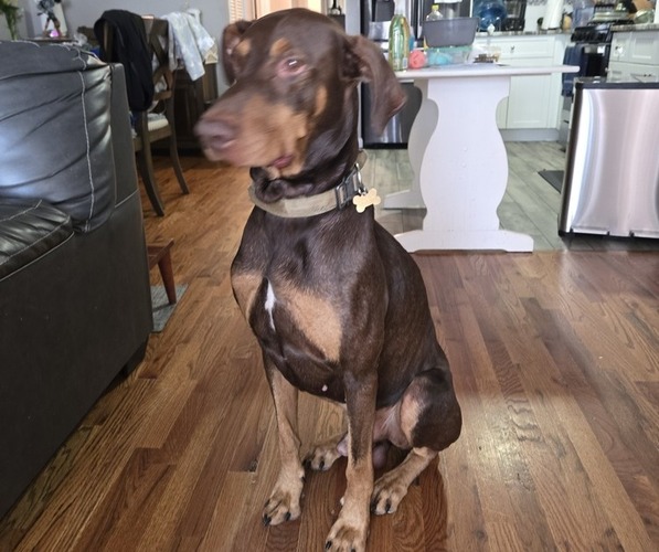 Medium Photo #1 Doberman Pinscher Puppy For Sale in NEWARK, NJ, USA