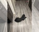Small Photo #6 Pointer-Rottweiler Mix Puppy For Sale in McKinney, TX, USA