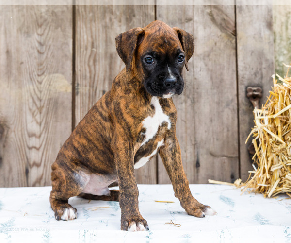 Medium Photo #36 Boxer Puppy For Sale in WAKARUSA, IN, USA