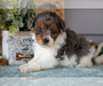 Puppy Thalia Poodle (Miniature)