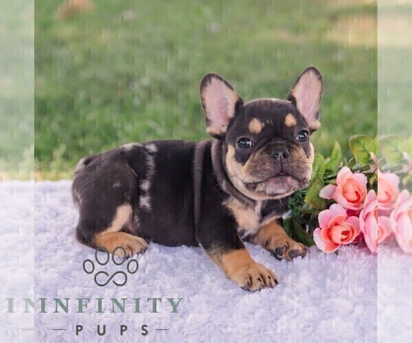 Medium Photo #5 French Bulldog Puppy For Sale in REBERSBURG, PA, USA