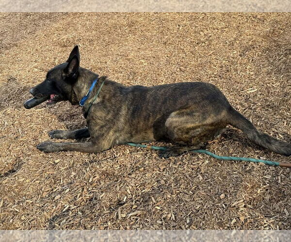 Medium Photo #4 Holland Shepherd Puppy For Sale in Imlay City, MI, USA