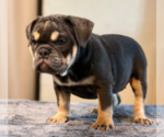 Small #3 English Bulldog