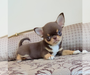 Chihuahua Dog for Adoption in GULFPORT, Mississippi USA