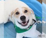 Small #4 Labrador Retriever-Retriever  Mix