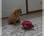Small #7 Golden Retriever