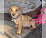 Small Dachshund Mix