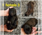 Puppy Puppy 8 Belgian Malinois
