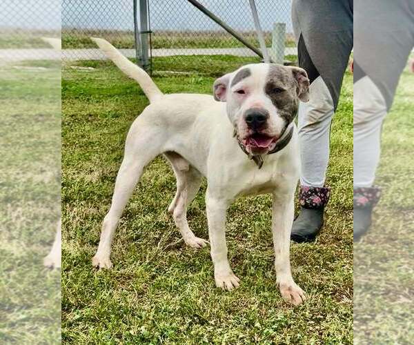 Medium Photo #1 Mutt Puppy For Sale in Abbeville, LA, USA