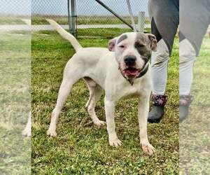 Mutt Dogs for adoption in Abbeville, LA, USA