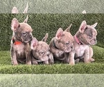 Small Photo #7 French Bulldog Puppy For Sale in FAYETTEVILLE, GA, USA