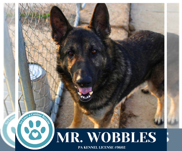 Medium Photo #2 German Shepherd Dog Puppy For Sale in Kimberton, PA, USA