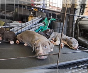 American Staffordshire Terrier Puppy for sale in CHICAGO, IL, USA
