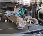 Small American Staffordshire Terrier