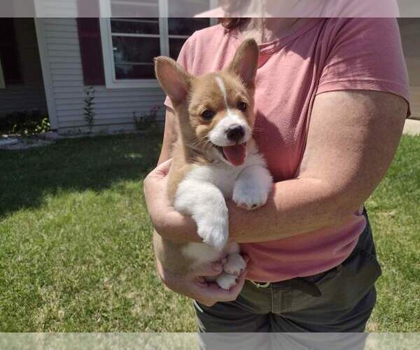 Medium Photo #2 Pembroke Welsh Corgi Puppy For Sale in DURAND, IL, USA