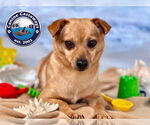 Small #4 Chihuahua Mix