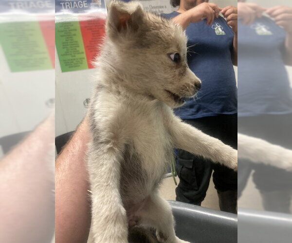Medium Photo #1 Siberian Husky Puppy For Sale in Bakersfield, CA, USA