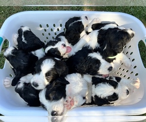 Medium Bernedoodle