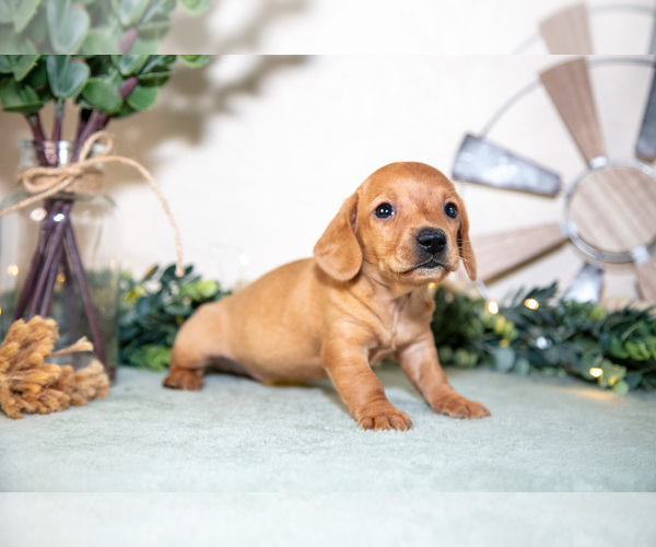 Medium Photo #3 Dachshund Puppy For Sale in NAPPANEE, IN, USA