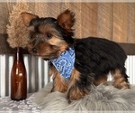Small #3 Yorkshire Terrier