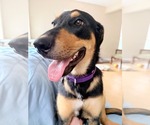 Small #1 Rottweiler Mix