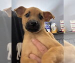 Small Photo #5 Mutt Puppy For Sale in Jefferson, NJ, USA