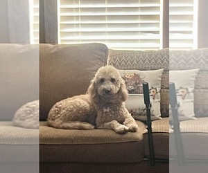 Mother of the Golden Mountain Doodle  puppies born on 06/15/2025