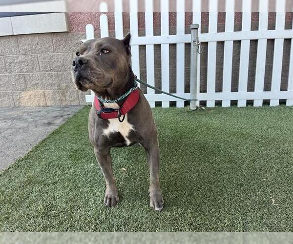 Medium Photo #1 Mutt Puppy For Sale in Modesto, CA, USA