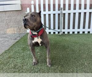 Mutt Dogs for adoption in Modesto, CA, USA