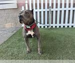 A614655 - Female Mutt Dog for Adoption - Small photo