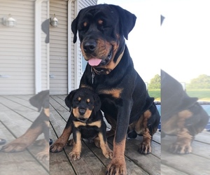 Father of the Rottweiler puppies born on 07/10/2019