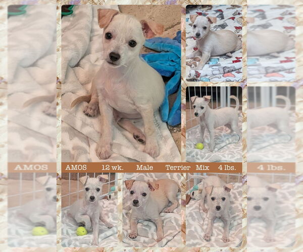 Medium Photo #1 Mutt Puppy For Sale in Mesa, AZ, USA