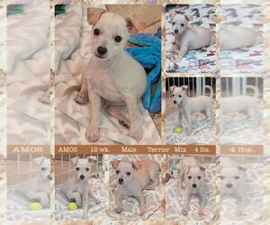 Mutt Dogs for adoption in Mesa, AZ, USA