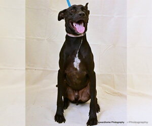 SMOKE - Male German Shepherd Dog-Unknown Mix Dog for Adoption - Photo #2